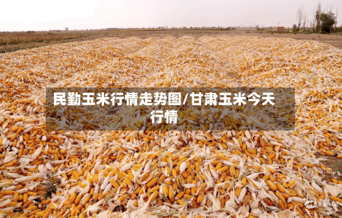 民勤玉米行情走势图/甘肃玉米今天行情