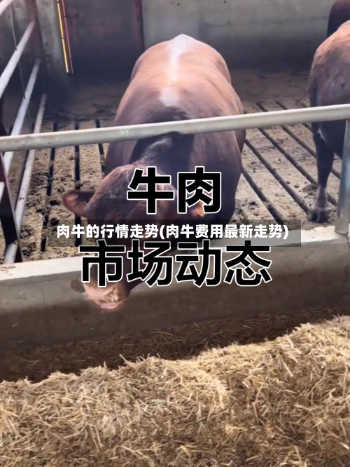 肉牛的行情走势(肉牛费用最新走势)