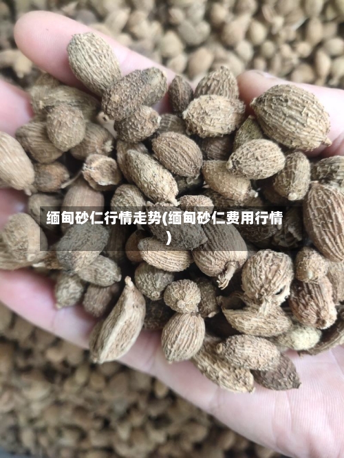 缅甸砂仁行情走势(缅甸砂仁费用行情)