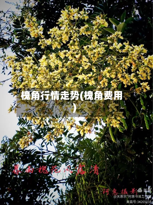 槐角行情走势(槐角费用)