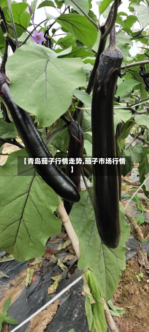 【青岛茄子行情走势,茄子市场行情】