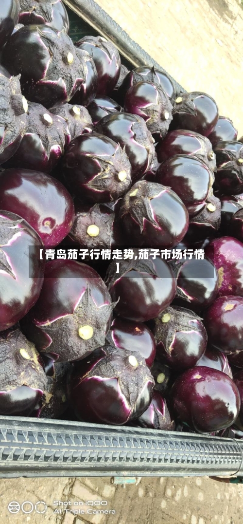 【青岛茄子行情走势,茄子市场行情】