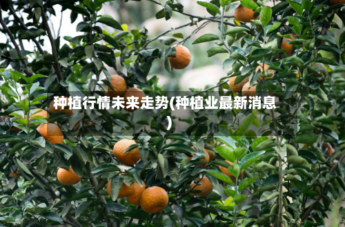种植行情未来走势(种植业最新消息)