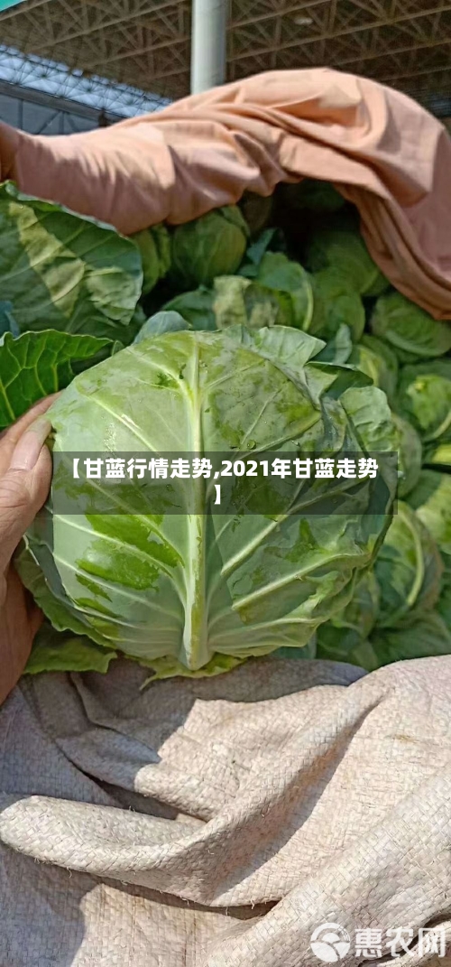 【甘蓝行情走势,2021年甘蓝走势】