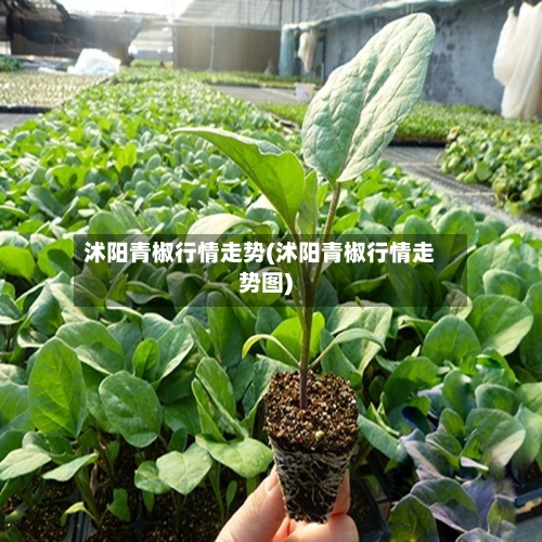 沭阳青椒行情走势(沭阳青椒行情走势图)
