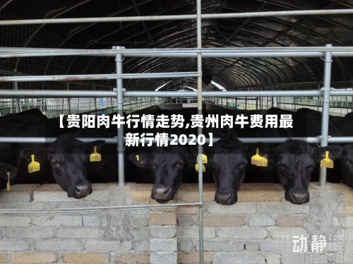 【贵阳肉牛行情走势,贵州肉牛费用最新行情2020】