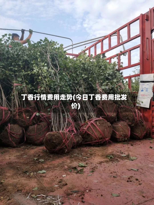 丁香行情费用走势(今日丁香费用批发价)