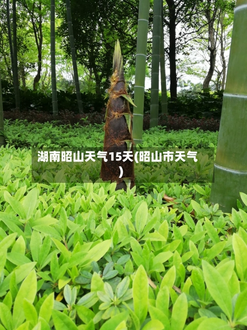 湖南昭山天气15天(昭山市天气)