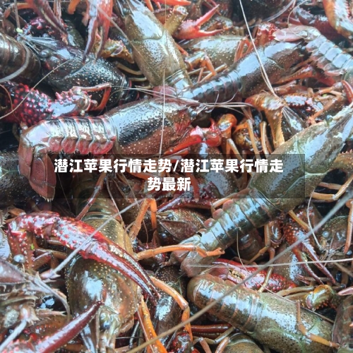 潜江苹果行情走势/潜江苹果行情走势最新