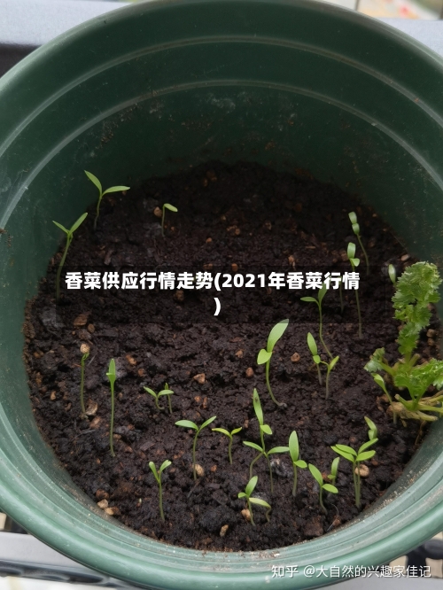 香菜供应行情走势(2021年香菜行情)