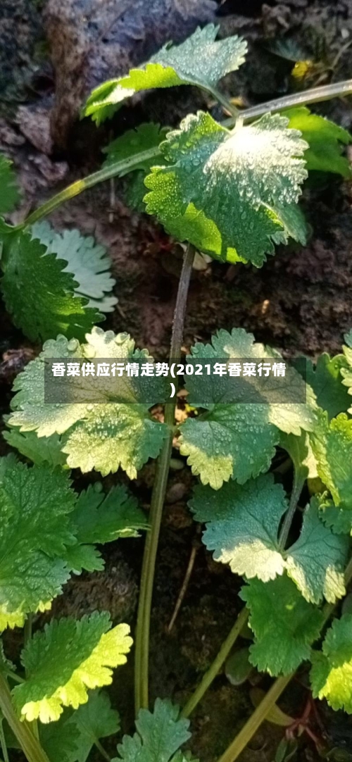 香菜供应行情走势(2021年香菜行情)