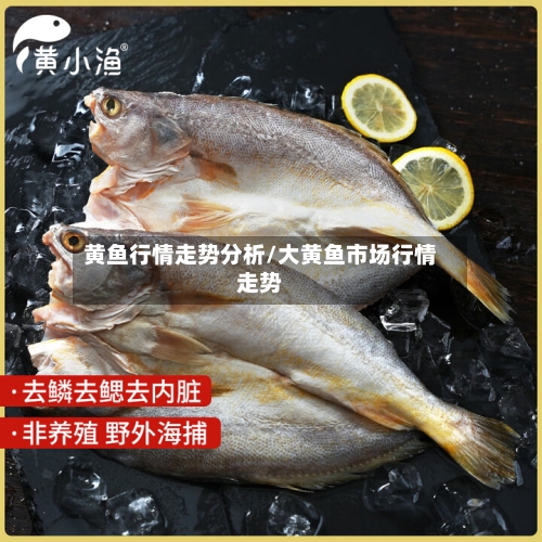 黄鱼行情走势分析/大黄鱼市场行情走势