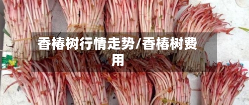 香椿树行情走势/香椿树费用