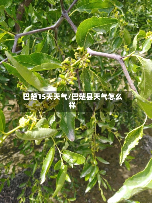 巴楚15天天气/巴楚县天气怎么样