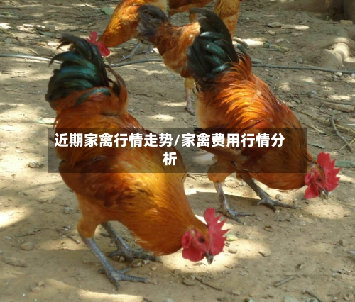近期家禽行情走势/家禽费用行情分析