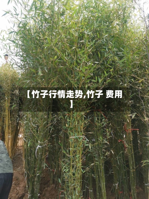 【竹子行情走势,竹子 费用】
