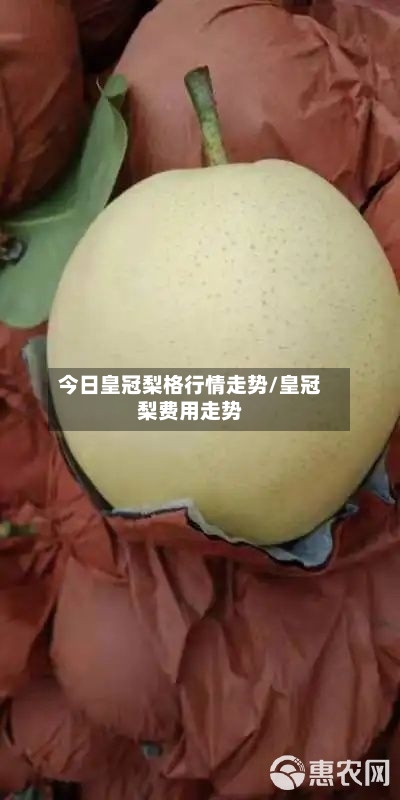 今日皇冠梨格行情走势/皇冠梨费用走势