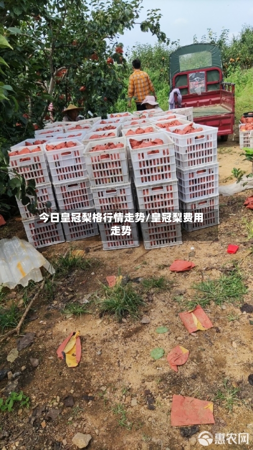 今日皇冠梨格行情走势/皇冠梨费用走势
