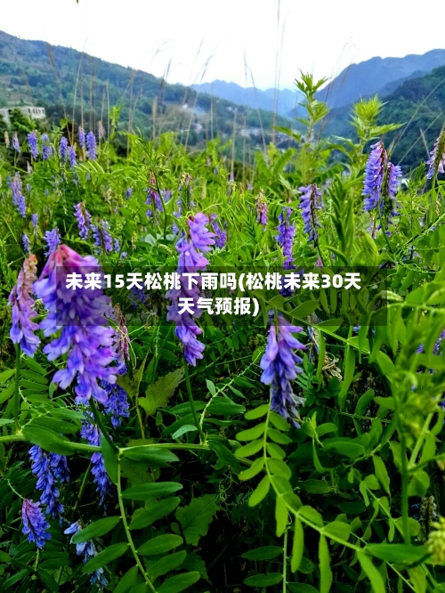 未来15天松桃下雨吗(松桃未来30天天气预报)