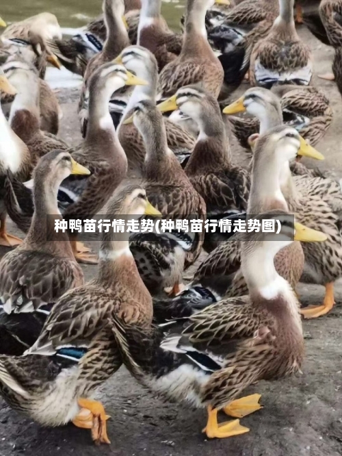 种鸭苗行情走势(种鸭苗行情走势图)
