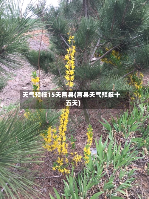 天气预报15天莒县(莒县天气预报十五天)