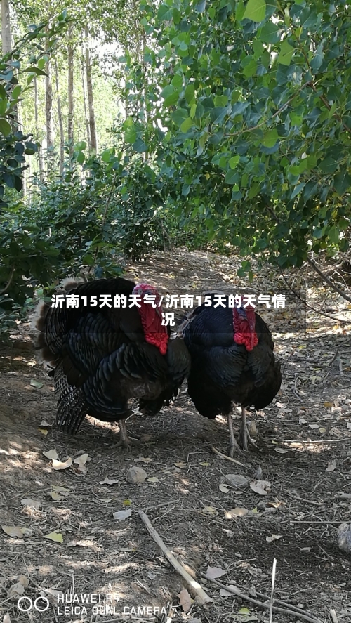 沂南15天的天气/沂南15天的天气情况