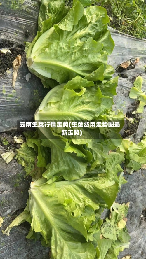 云南生菜行情走势(生菜费用走势图最新走势)