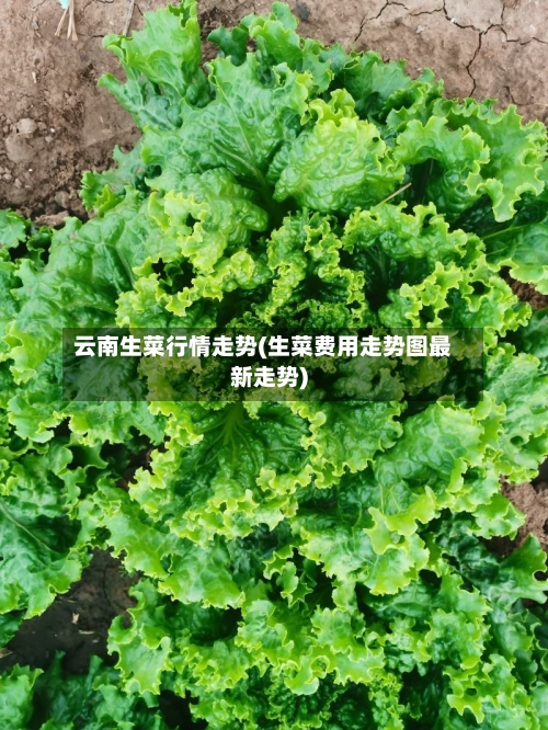 云南生菜行情走势(生菜费用走势图最新走势)