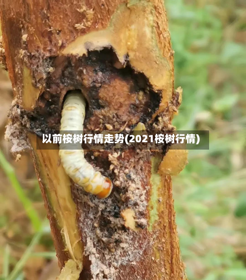 以前桉树行情走势(2021桉树行情)