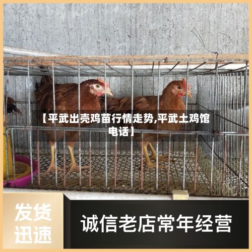 【平武出壳鸡苗行情走势,平武土鸡馆电话】