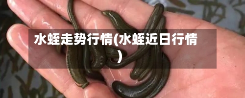 水蛭走势行情(水蛭近日行情)