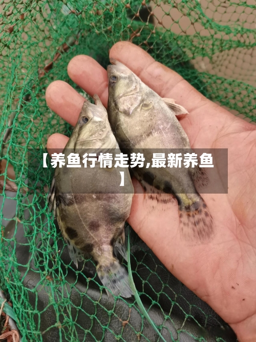 【养鱼行情走势,最新养鱼】