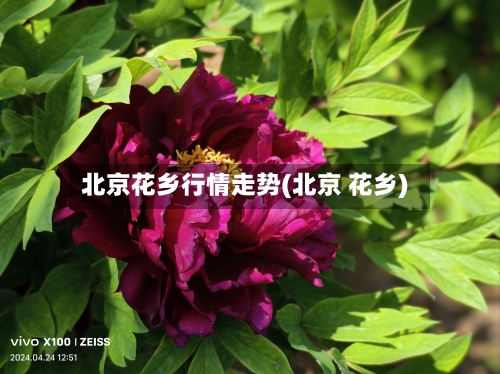 北京花乡行情走势(北京 花乡)