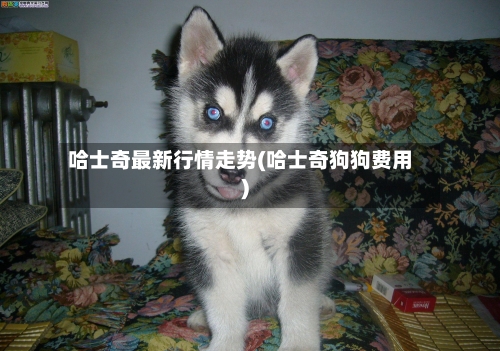 哈士奇最新行情走势(哈士奇狗狗费用)