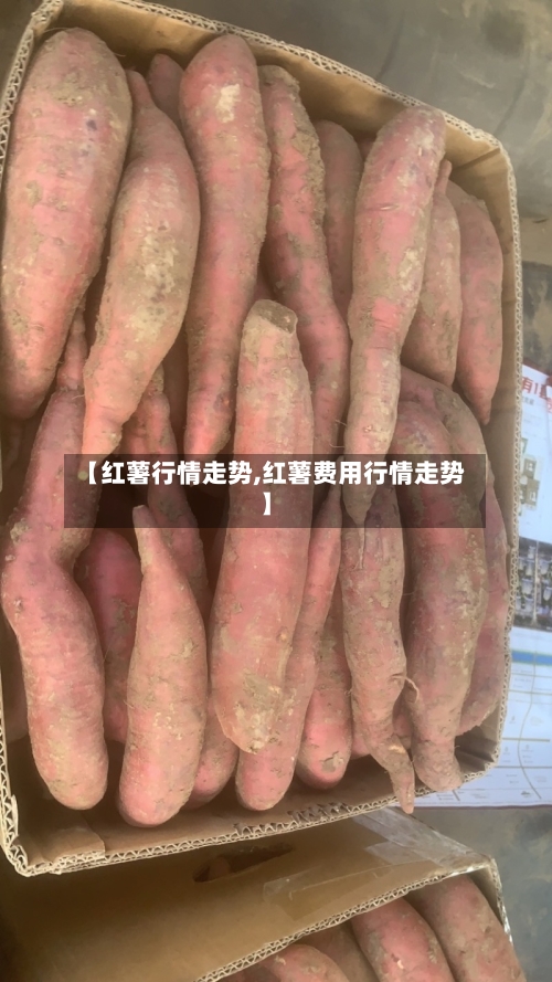 【红薯行情走势,红薯费用行情走势】