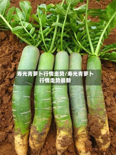 寿光青萝卜行情走势/寿光青萝卜行情走势最新