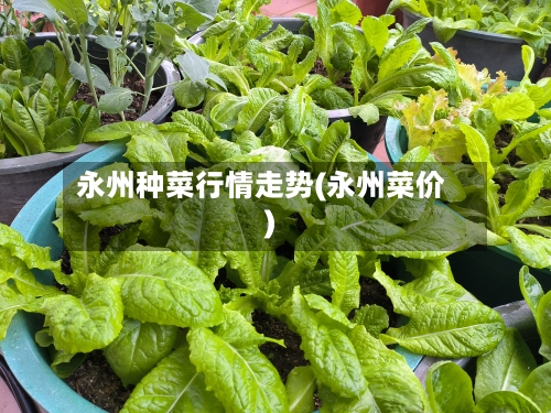 永州种菜行情走势(永州菜价)