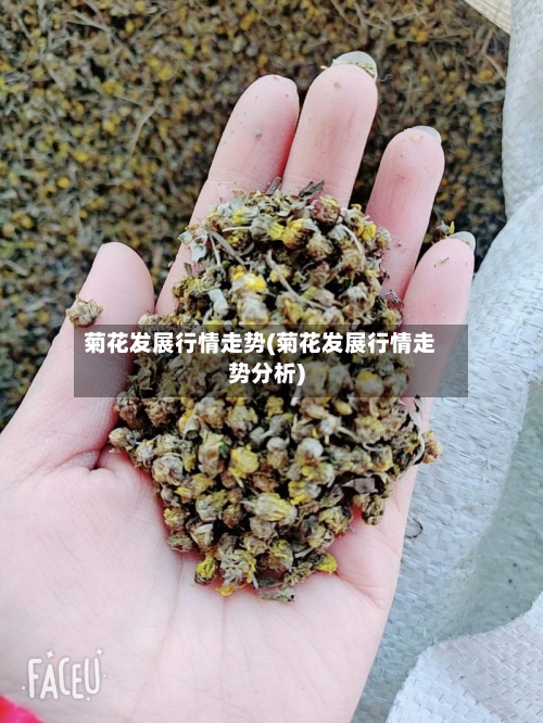菊花发展行情走势(菊花发展行情走势分析)