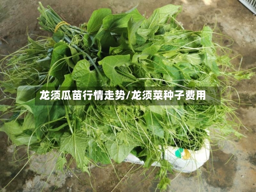 龙须瓜苗行情走势/龙须菜种子费用