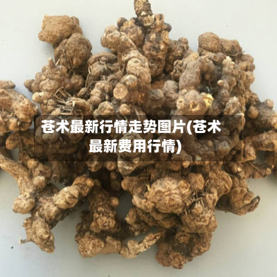 苍术最新行情走势图片(苍术最新费用行情)