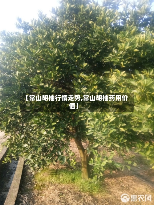 【常山胡柚行情走势,常山胡柚药用价值】