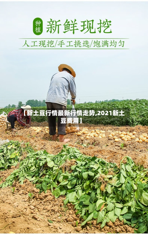 【新土豆行情最新行情走势,2021新土豆费用】