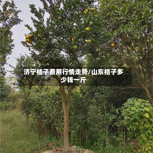 济宁桔子费用行情走势/山东桔子多少钱一斤