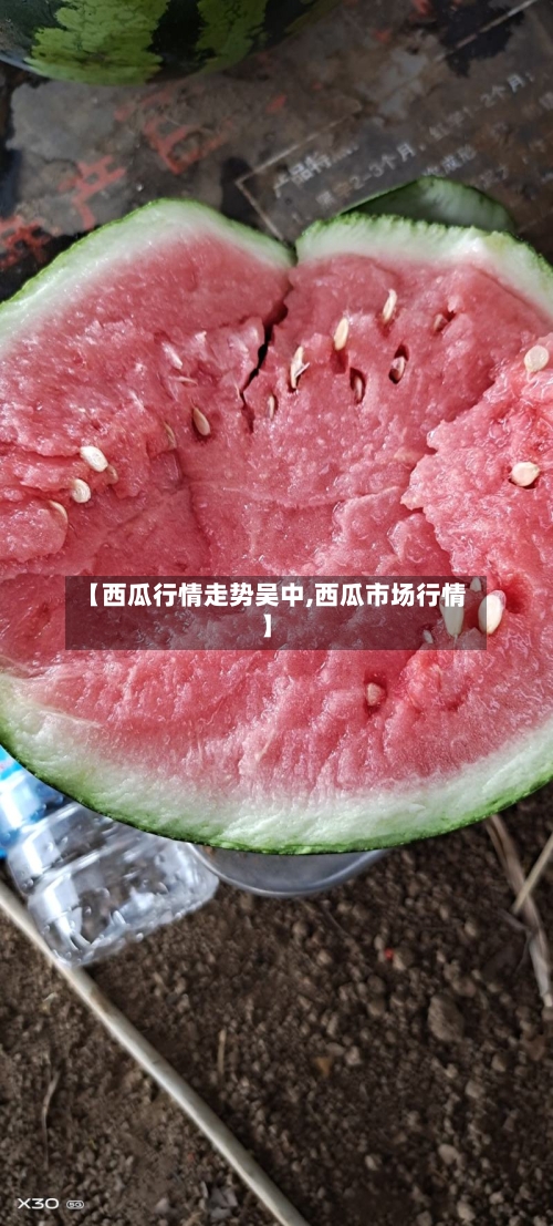 【西瓜行情走势吴中,西瓜市场行情】