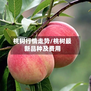 桃树行情走势/桃树最新品种及费用