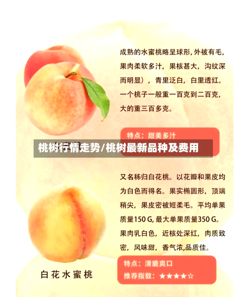桃树行情走势/桃树最新品种及费用