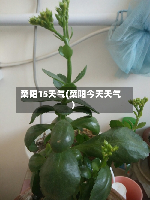菜阳15天气(菜阳今天天气)