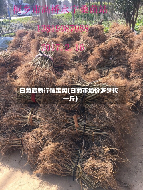 白菊最新行情走势(白菊市场价多少钱一斤)
