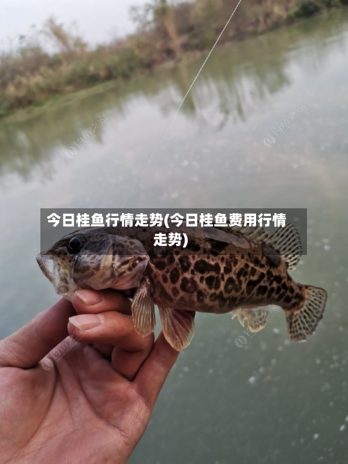 今日桂鱼行情走势(今日桂鱼费用行情走势)