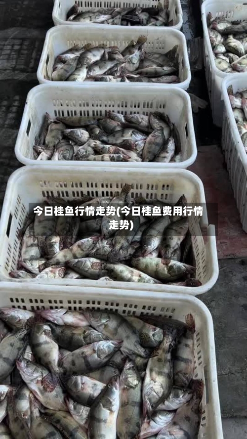 今日桂鱼行情走势(今日桂鱼费用行情走势)
